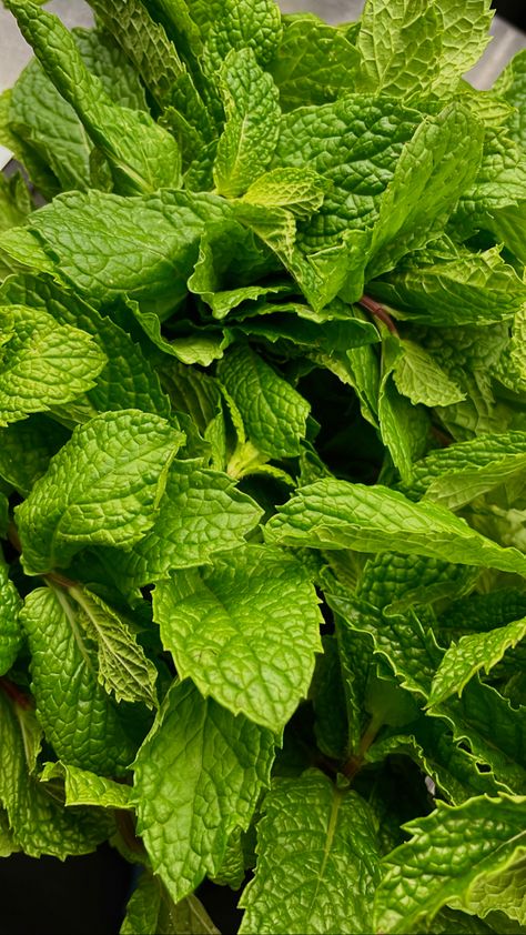 Evs Project, Mint Benefits, Mint Food, July Aesthetic, Types Of Fruit, Entertaining Friends, Macro Shots, Lemon Mint, Fresh Mint Leaves