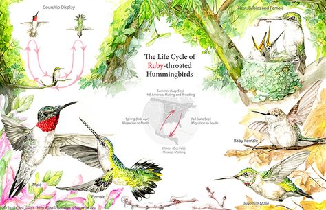 The Life Cycle of Hummingbirds by Insil Choi Hummingbird Life Cycle, Bird Life Cycle, Diary Cover, Ruby Throated Hummingbird, Diary Covers, Diy Birds, Bird Crafts, Fashion Design Portfolio, Scientific Illustration