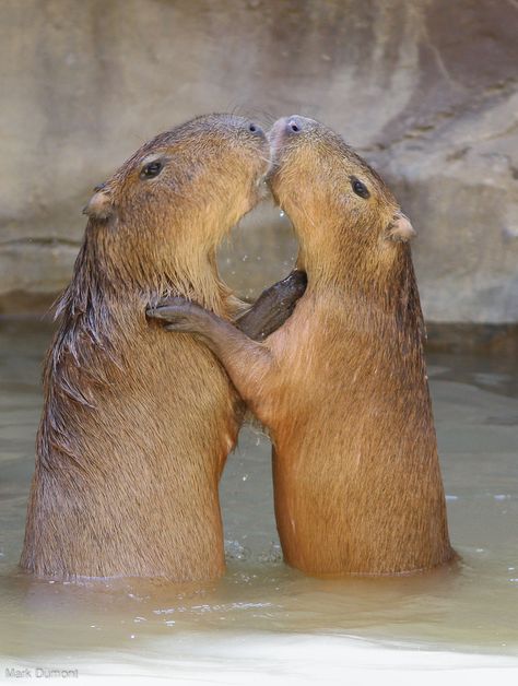 20+ Animal Couples That Look As Moving As Your Wedding Photographs Odd Animal Couples, Old Wedding Photos, Animals Kissing, Heartwarming Pictures, What Cat, Nature Tour, Silly Animals, Weird Animals, Animals Of The World