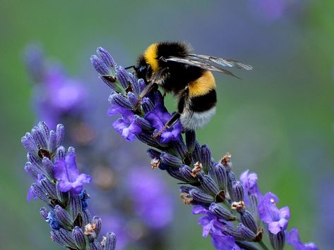 Such beautiful lavender with a cute bumble bee!    #lavender #bee #bumble Bee Attracting Flowers, Lavender Plants, Lavender Seeds, Bee Creative, Bee Tattoo, Spring Rain, Beautiful Bugs, Lavender Plant, Lovely Lavender