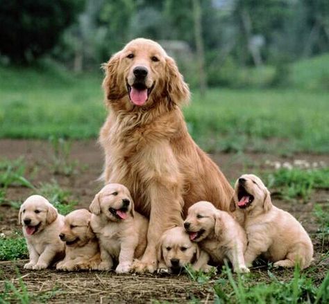 Golden retriever with her puppies learning that famous smile early. Chien Golden Retriever, A Golden Retriever, Dog Parents, Retriever Puppy, Dogs Golden Retriever, Retriever Dog, Dog Sitting, Peter Parker, Training Tips