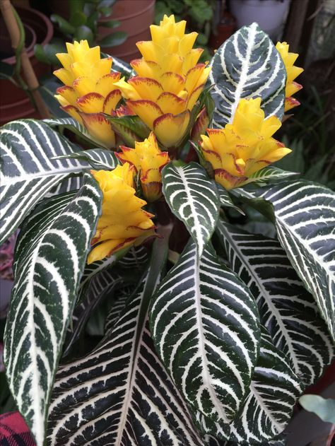 Aphelandra squarrosa, the zebra plant, native to Brazilian rainforest on the Atlantic coast . Aphelandra Squarrosa, Brazilian Plants, Classic Garden Design, Rainforest Plants, Calathea Plant, Zebra Plant, Air Dry Clay Projects, Classic Garden, Colorful Plants