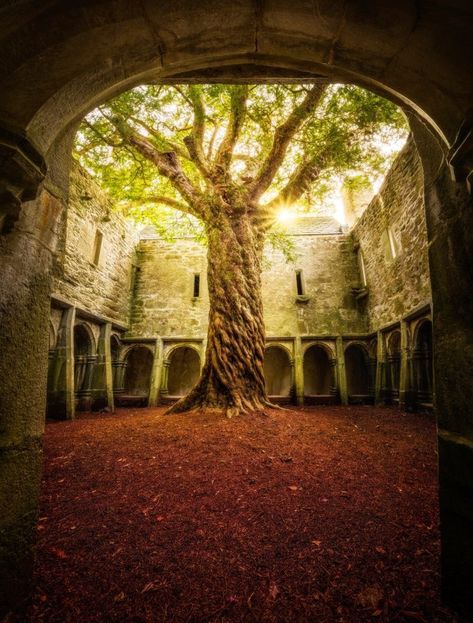 Ancient Yew Tree, Matt Anderson, Yew Tree, Wicklow Ireland, Urban Exploring, Old Tree, Places In Europe, Fantasy Places, Urban Exploration