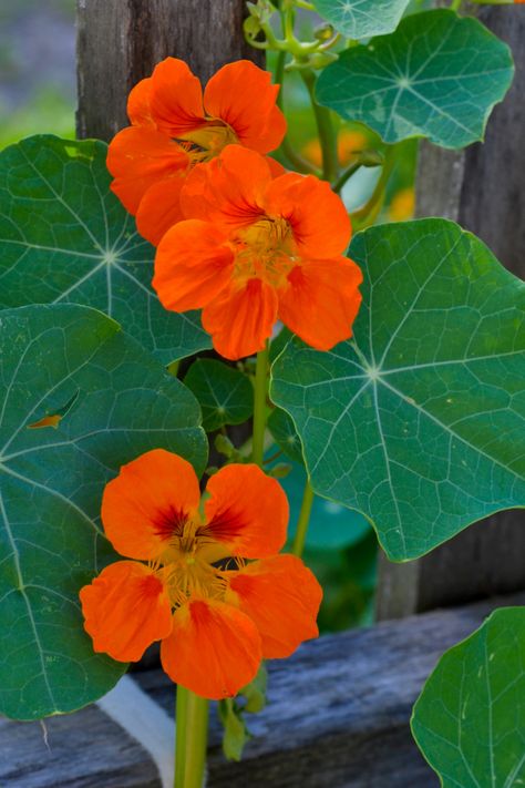 Nasturtium Flower Photography, Nasturtium Photography, Nasturtiums Flower, Garden Nasturtium, Cover Ups Tattoo, Asian Statues, Nasturtium Flower, Diy Pathway, Tropaeolum Majus