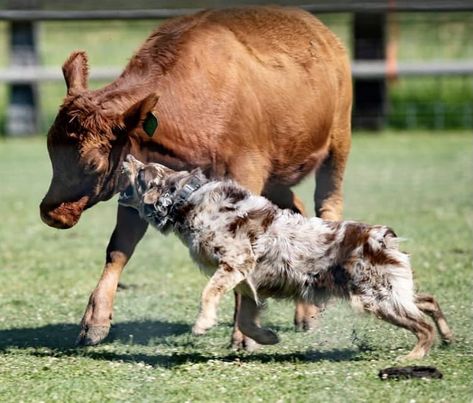 Australian shepherd, herding cattle Australian Shepherd Herding, Herding Cattle, Fit Dogs, Cattle Dogs, Herding Dogs, Australian Shepherds, Group 1, Mixed Breed Dogs, Mixed Breed