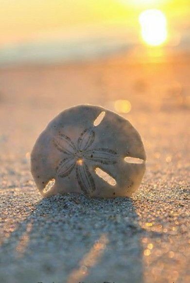 August Beach, Paradise Aesthetic, 2023 Wallpapers, Beachy Art, Beachy Theme, Birthday Memes, Iphone Theme, Theme Pictures, Sand Dollars