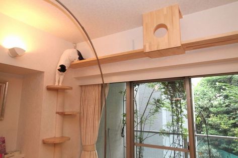 Diy Cat Shelves, Cat Walkway, Modern Corridor, Katt Diy, Hallway Stairs, Houses In Japan, Cat Wall Shelves, Cat Wall Furniture, Cat House Diy