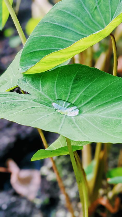 Taro leaf water droplet Taro Leaves, Taro Plant, Retaining Water, Plant Images, Water Droplets, Keto Diet Plan, Tropical Flowers, Green Leaves, Diet Plan