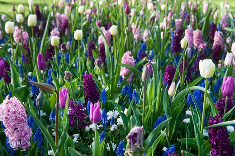 Tulip Daffodil Hyacinth Garden, Tulip And Hyacinth Garden, Hyacinth Garden Ideas, Gardens With Tulips, Tulips Daffodils Hyacinth, Hyacinth Landscaping, Tulip Garden Layout, Hyacinth Woodstock, Tulip Garden Ideas