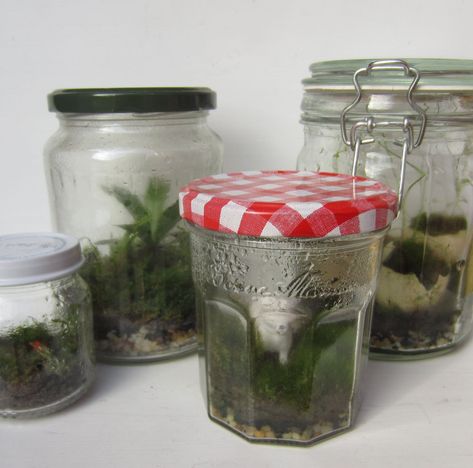 Closed Terrarium Plants, Build A Terrarium, Bottle Terrarium, Terrarium Jar, Mini Terrarium, Moss Terrarium, Bottle Garden, Terrarium Diy, Garden Terrarium