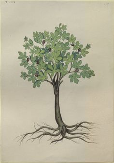 fig tree drawing - Google Search Fig Tree Drawing, Elements Of Drawing, Tree Watercolour, Willow Tree Figurines, John Ruskin, Illustration Tattoo, Tree Of Life Tattoo, Trendy Tree, Drawing Websites