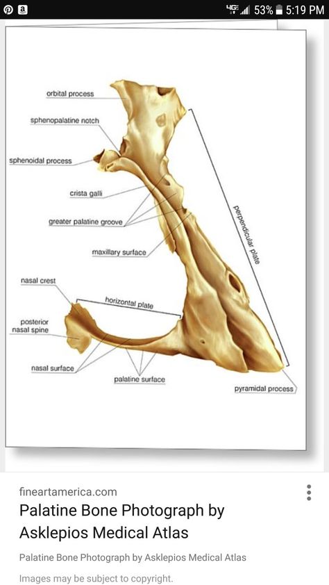 Palatine Bone Palatine Bone, Neck Anatomy, Study Stuff, Structure And Function, Human Reference, Head And Neck, School Notes, Medical School, Pyramid