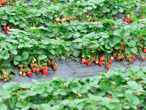 Strawberry Farming, How To Grow Strawberries, Types Of Strawberries, Everbearing Strawberries, Grow Strawberries, Time Is Of The Essence, Farming Business, Strawberry Farm, Cash Crop