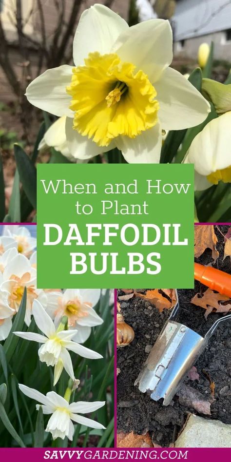 Daffodils are a gorgeous and bright spring flower. Learn Here When to plant daffodil bulbs and How To Plan for spring flowers in the fall. I'm going to share everything Daffodil in this post including when to plant your daffodil bulbs, where to dig them into the garden, how far apart to space them and other important planting tips. Plant Daffodils Bulbs, Planting Daffodils In Spring, How Deep To Plant Daffodil Bulbs, How To Plant Daffodil Bulbs, When To Plant Daffodil Bulbs, Daffodil Planting, Planting Daffodils, Planting Daffodil Bulbs, Daffodils Planting