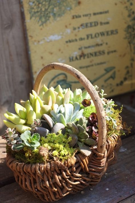 A basket filled to the brim - good idea! Log Succulent Planter, Basket Weaving Plants, Woven Plant Basket, Succulents In Baskets, Seagrass Plant Basket, Unusual Planter, Dish Garden, Growing Succulents, Succulents In Containers