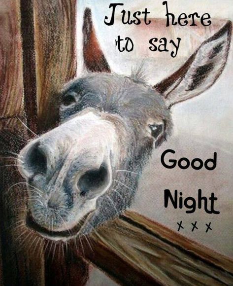 https://www.facebook.com/DailySmiles/photos/a.168931786542935/1634906799945419/?type=3&theater Night Animals, Foto Cowgirl, Good Night Funny, Good Morning Funny Pictures, Drawing Animals, Cute Good Night, Morning Quotes Funny, Slaap Lekker, A Donkey