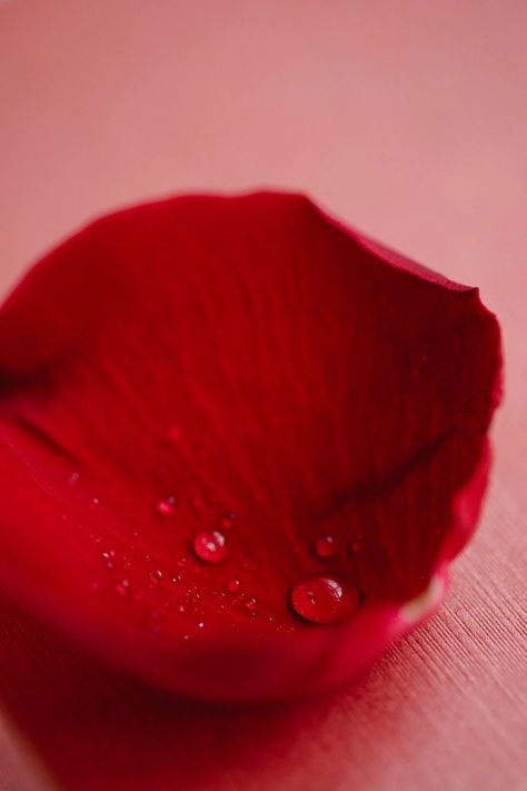 Rose Petals Photography, Petals Aesthetic, Red Rose Photography, Flower Photography Art, Midsummers Night, Roses Photography, Red Rising, Special Wallpaper, Red Rose Petals