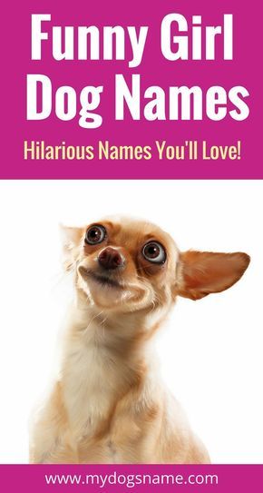 Funny girl dog names you have to check out when naming your new pup. These names are doggone hilarious! Funny Girl Names, Funny Girl Dog Names, Chiwawa Puppies, Pet Names For Dogs, Funny Dog Names, Dog Names Unique, Chihuahua Names, Girl Dog Names, Female Dog Names