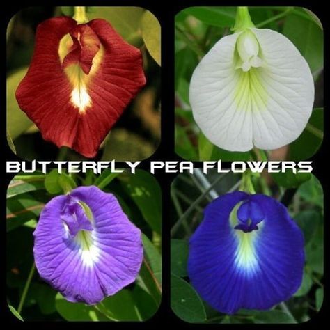 Clitoria Ternatea Flower, Chinese Money Tree, Butterfly Pea Flowers, Butterfly Pea Flower, Seed Pack, Butterfly Pea, Home Garden Plants, Pea Flower, Money Tree