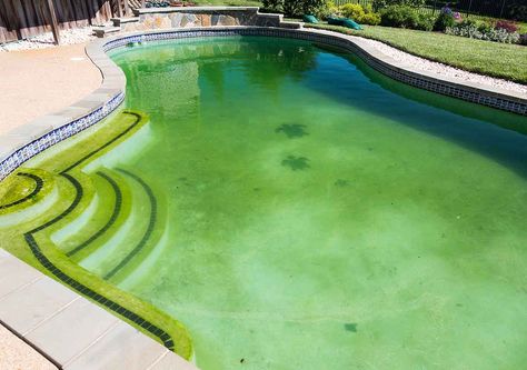 Where there’s water, there’s life. While this may be a rallying cry for astronomers in search of ET, it’s a far more troubling prospect for pool owners. One of the most common pool problems is the flowering of new life in the form of algal blooms. Algae is a catchall ... Clean Green Pool, Green Pool Water, Cloudy Pool Water, Pool Algae, Pool Cleaning Tips, Green Pond, Green Pool, Pool Repair, Pool Shock