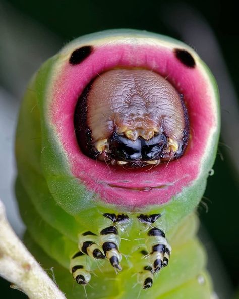 Daily Bug & Insect Features on Instagram: “🔥 Special Feature 🔥 🏆 Congratulations @les_invisibles_macrophoto 🏆 - Puss Moth Caterpillar (Cerura vinula) - 🙌🐛📸🙌🐛📸🙌🐛📸🙌🐛📸🙌🐛📸🙌 Caterpillar On Mushroom, Alien Face, Moth Caterpillar, Very Hungry Caterpillar, Medieval Clothing, Arachnids, Hungry Caterpillar, Bugs And Insects, Caterpillar