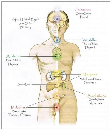 Chakra Chart, Pranic Healing, Energy Therapy, Shamanic Healing, Spirit Science, Chakra System, Energy Medicine, Chakra Yoga, Endocrine System