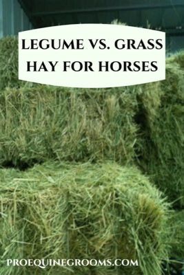 Does your horse eat legume or grass hay? Here's the differences: https://www.proequinegrooms.com/tips/health-and-well-being/legume-hay-versus-grass-hay-important-stuff-to-know Horse Guide, Animal Foods, Hay Field, Horse Nutrition, Homesteading Animals, Hay Storage, Horse Hay, Grass Hay, Agriculture Projects