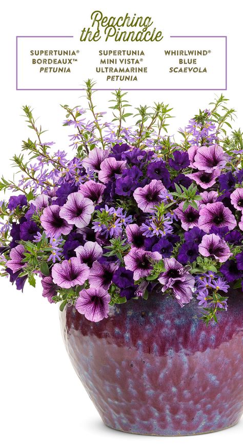 Purple reaches peak perfection in this gorgeous combination for sun! The larger, soft plum colored flowers of Supertunia Bordeaux pair beautifully with the smaller, rich blue-purple blooms of Supertunia Mini Vista Ultramarine. Whirlwind Blue Scaevola adds height and texture to the mix. Plant this container garden recipe in spring and enjoy its color thru fall! Purple Flowers In Pots, Planter Recipes, Petunia Planter, Container Recipes, Garden Wonderland, Curbside Appeal, Patio Flower Pots, Flower Combinations, Purple Petunias