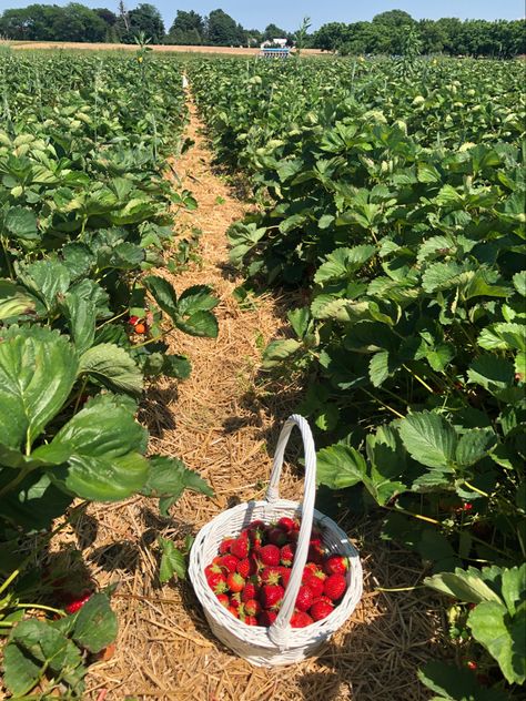 Strawberry Patch Aesthetic, Strawberry Picking Pictures, Manifesting Future, Watermelon Farming, Ontario Summer, Traditional Lifestyle, Overgrown Garden, England Lifestyle, Fruit Farm