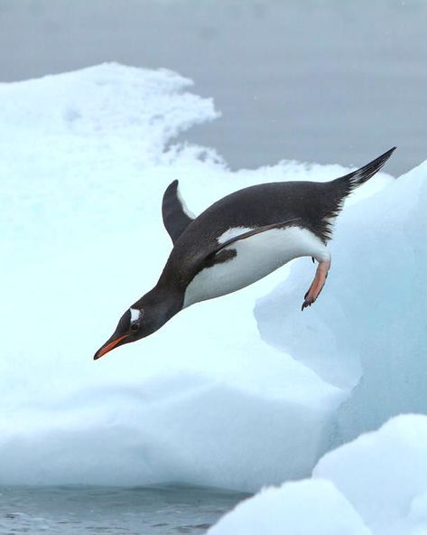 Gentoo Penguin, Wildlife Photos, Cute Penguins, Book Illustration, Beautiful Photography, Christmas Art, Spirit Animal, Beautiful Birds, Reptiles