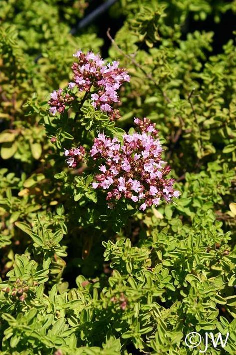 ©JW Origanum Majorana, Drought Resistant, Summer Water, Light Shade, Mid Century Modern House, In Summer, Light Shades, Oregano, Stepping Stones