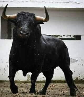 Toro de Lidia Bull Pictures, Wild Bull, Animals With Horns, Bucking Bulls, Bull Painting, Taurus Bull, Bull Tattoos, Bull Art, Bull Cow