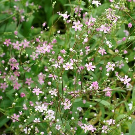 Gypsophila elegans (Baby's Breath) 'Crimson' Gypsophila Elegans, Pretty Cottage, Cottage Garden Plants, Baby's Breath, Pretty Flowers, Cottage Garden, Garden Plants, Cottage, Plants