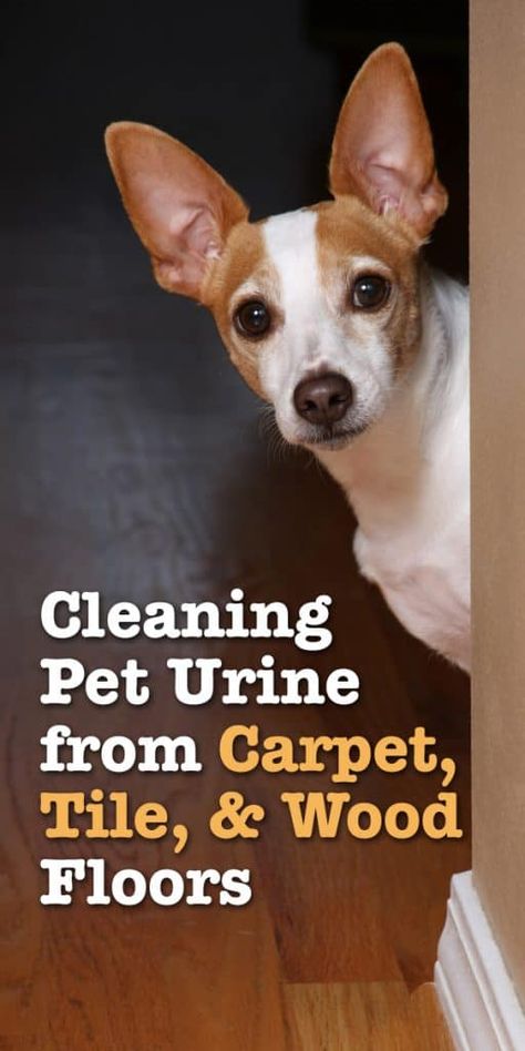 Cleaning pet messes is a concern of every dog owner. To keep your home smelling fresh and prevent repeat offenses, it’s important to clean properly. Here’s how! Cleaning Dog Pee, Cleaning Pet Urine, Dog Pee Smell, Dog Medicine, Dog Remedies, Pet Smell, Dog Urine, Tile Wood, Dog Pee