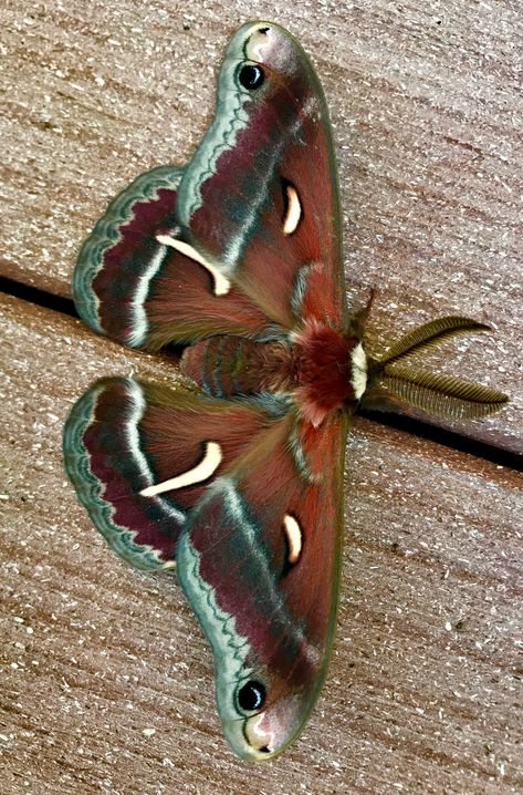 Crowned Hairstreak Butterfly, Insect Aesthetic, Moth Photography, Cool Moths, Bug Aesthetic, Moth Reference, Pretty Moths, Colorful Moths, Cute Moth