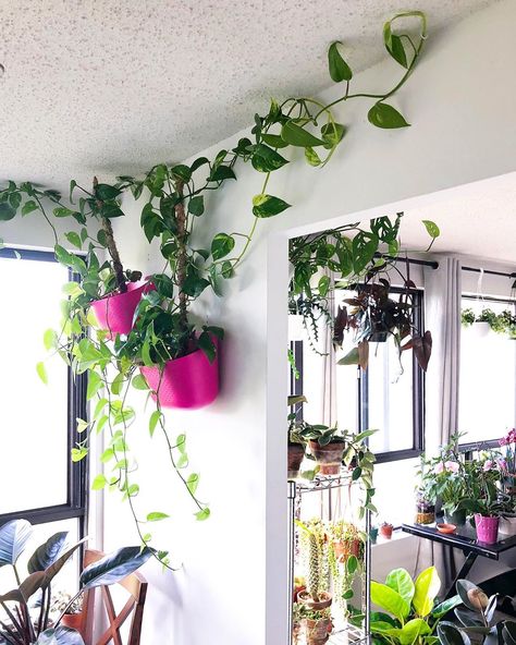 Added some c-hooks above the doorway to help the pothos vines trail across. A couple dozen hooks cost a few dollars and can be found at… Pothos Climbing, Pothos Vine, Neon Pothos, Plant Magic, Up House, Plant Wall, Indoor Plants, House Plants, Climbing