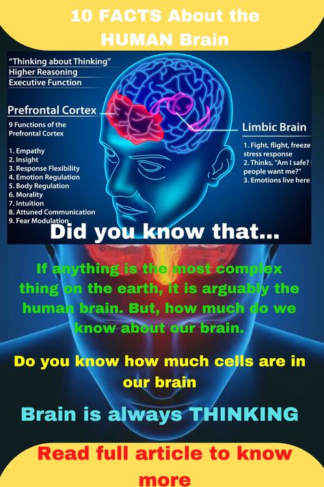 mind-blowing 10 remarkable facts about human brain most of the people rarely know about. Human Brain Facts, Facts About Humans, Brain Facts, The Human Brain, Mind Blowing Facts, Human Brain, Mind Blowing, The Master, Our Body