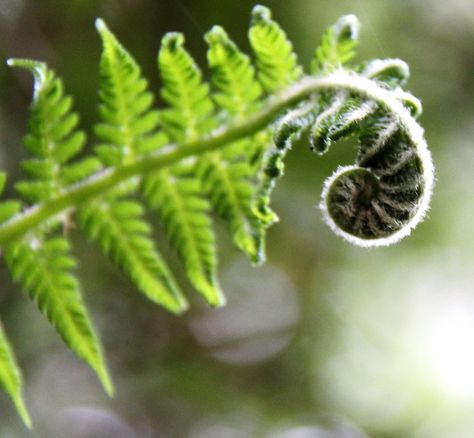 Fern Tattoo, Tree Fern, Fern Leaf, Green Aesthetic, A Tree, Fern, Hand Tattoos, Peonies, Vines