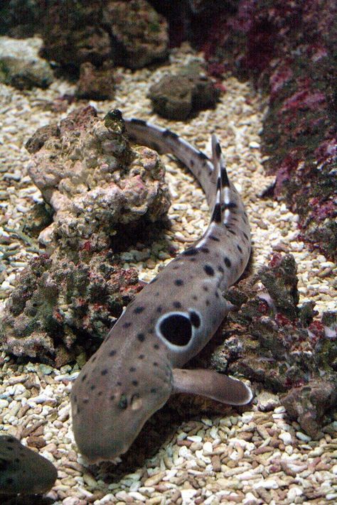 Epaulette Shark, Dark Facts, Shark Sculpture, Fish Tank Themes, Shark Photos, Shark Family, Curious Creatures, Everything Happens For A Reason, Marine Animals