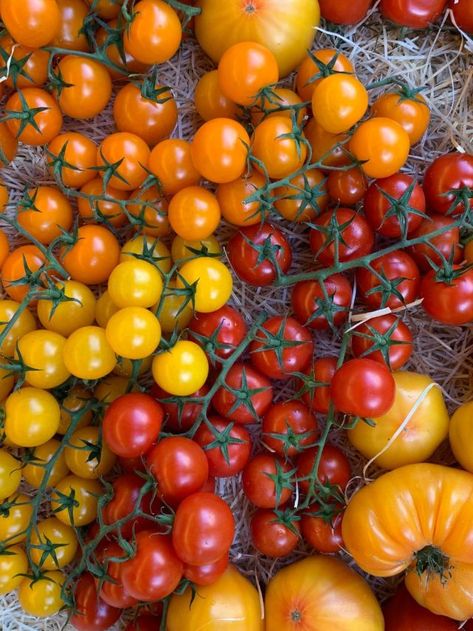 7 Tomato Growing Secrets For A Bountiful Harvest - Backyard Garden Lover Tomato Harvest, Tomato Growing, Fresh Tomato Recipes, Tomato Garden, Bountiful Harvest, Growing Tomatoes, Tomato Recipes, Garden Lovers, Fresh Tomatoes