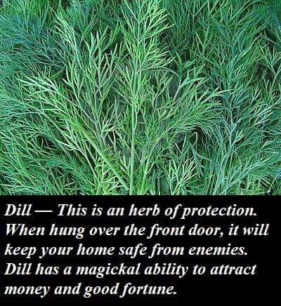 Dill Magical Properties, Smudge Sticks Diy, Hoodoo Spells, Magickal Herbs, Magic Herbs, Wiccan Spell Book, Energy Healing Spirituality, Stay Wild Moon Child, Wicca Witchcraft