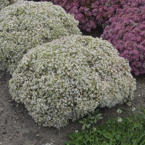 SEDUM_ROCK_N_GROW_BUNDLE_OF_JOY_STONECROP_WG_SEDBY_01 Sedum Garden, Proven Winners Perennials, Drought Tolerant Perennials, Summer Bulbs, Sun Perennials, Plant Spacing, Landscape Plans, Bundle Of Joy, Landscaping With Rocks