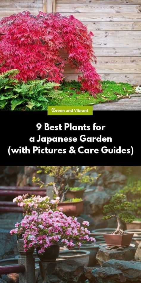 Zen Garden Plants, Japanese Garden Backyard, Japanese Garden Style, Japanese Garden Plants, Japanese Inspired Garden, Japanese Plants, Japanese Style Garden, Japanese Garden Ideas, Garden Patch