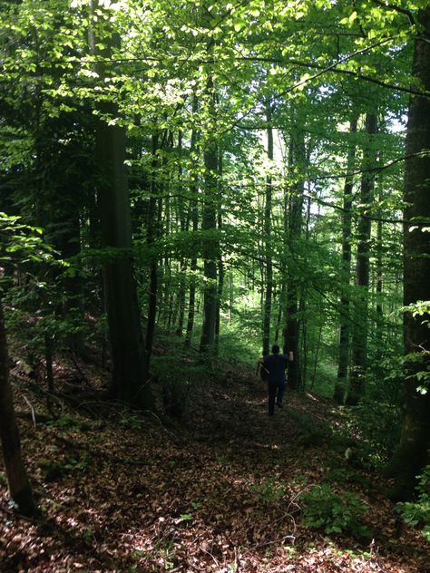 Forest. Kandern, Germany 2017. Kandern Germany, German Forest, German Town, Grimm Tales, Ap Art, Grimm, Reference Photos, The Forest, Tree Trunk