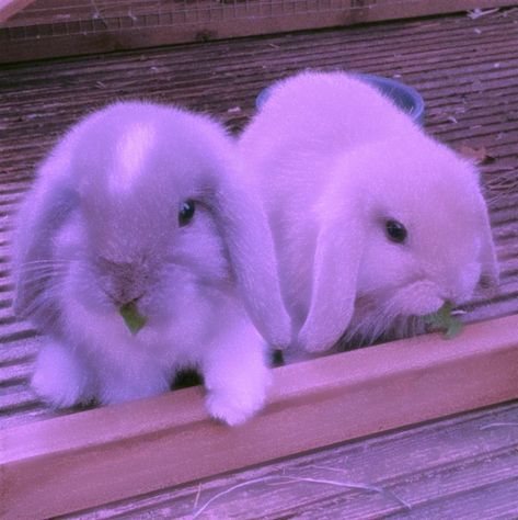 Purple Bunny Aesthetic, Aesthetic Bunnies, Aesthetic Rabbit, Lavender Walls, Rabbit Wallpaper, Purple Bunny, Cute Bunny Pictures, Cute Kawaii Animals