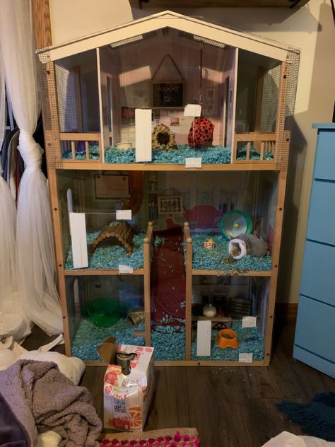 Old doll house turned into a hamster cage!  Three story hamster cage. Glass Hamster Cage Ideas, Gerbil Cage Ideas, Hampster Cage, Old Doll House, Teddy Bear Hamster, Hamster Diy Cage, Chinchilla Care, Pig Habitat, Bear Hamster