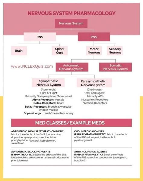 Epinephrine Pharmacology, Epinephrine Nursing, Cholinergic Agonists, Autonomic Nervous System Pharmacology, Respiratory Therapist Student, Anesthesia School, Pharmacology Nursing Study, Pharmacology Studying, Brain Nervous System