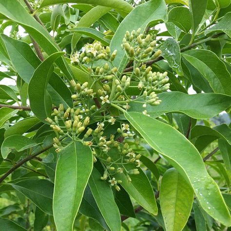 Spring at the summit. Sandalwood trees in flower. | Sandalwood, Tamanu & Nangai Oil Products Sandalwood Tree, Lamp Sunset, Ganesh Photo, Herbal Magic, Plant Photography, Live Beautifully, Wood Tree, Perfect Garden, Medicinal Herbs