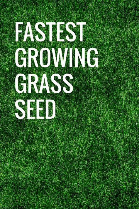 Fast Growing Grass Seed, Best Way To Grow Grass Fast, Grass Growing Tips, How To Grow Grass Fast, Planting Grass Seed In Spring, Rye Grass Lawn, Types Of Grass For Lawn, Grass Seed Tips How To Grow, Best Grass Seed Lawn