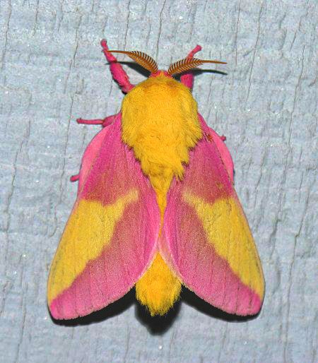 Rosy Maple Moth Aesthetic, Pretty Bugs, Maple Moth, Rosy Maple Moth, Regard Animal, Colorful Moths, Cute Moth, Lunar Moth, Moth Art